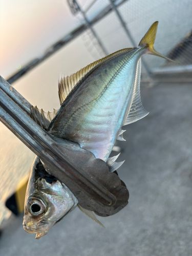 マアジの釣果