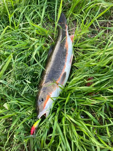 マルタウグイの釣果