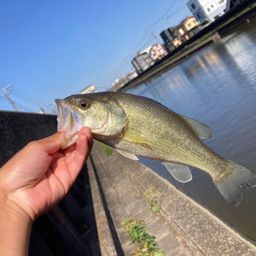 ラージマウスバス