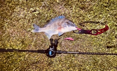 キビレの釣果