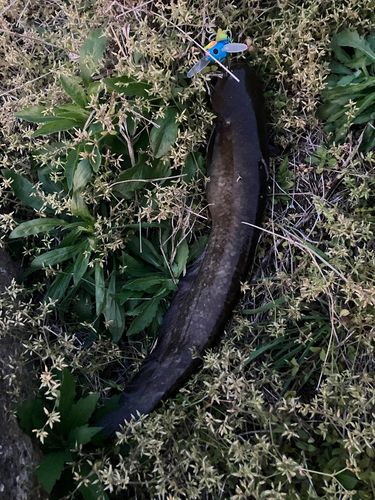マナマズの釣果