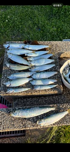 マイワシの釣果