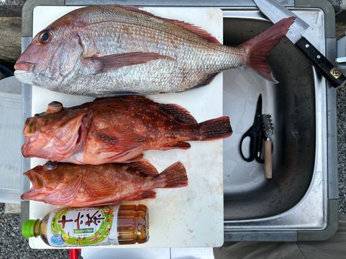 マダイの釣果