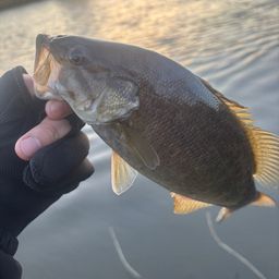 スモールマウスバス