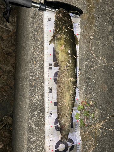 マナマズの釣果