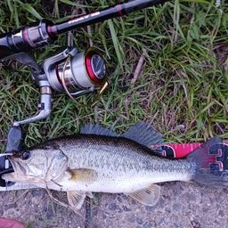 ラージマウスバス