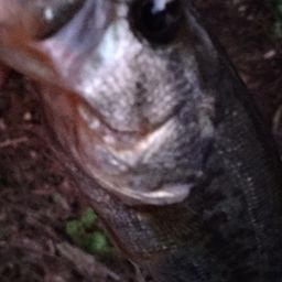 ブラックバス