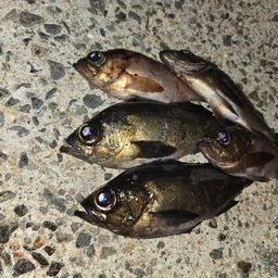 クロメバル