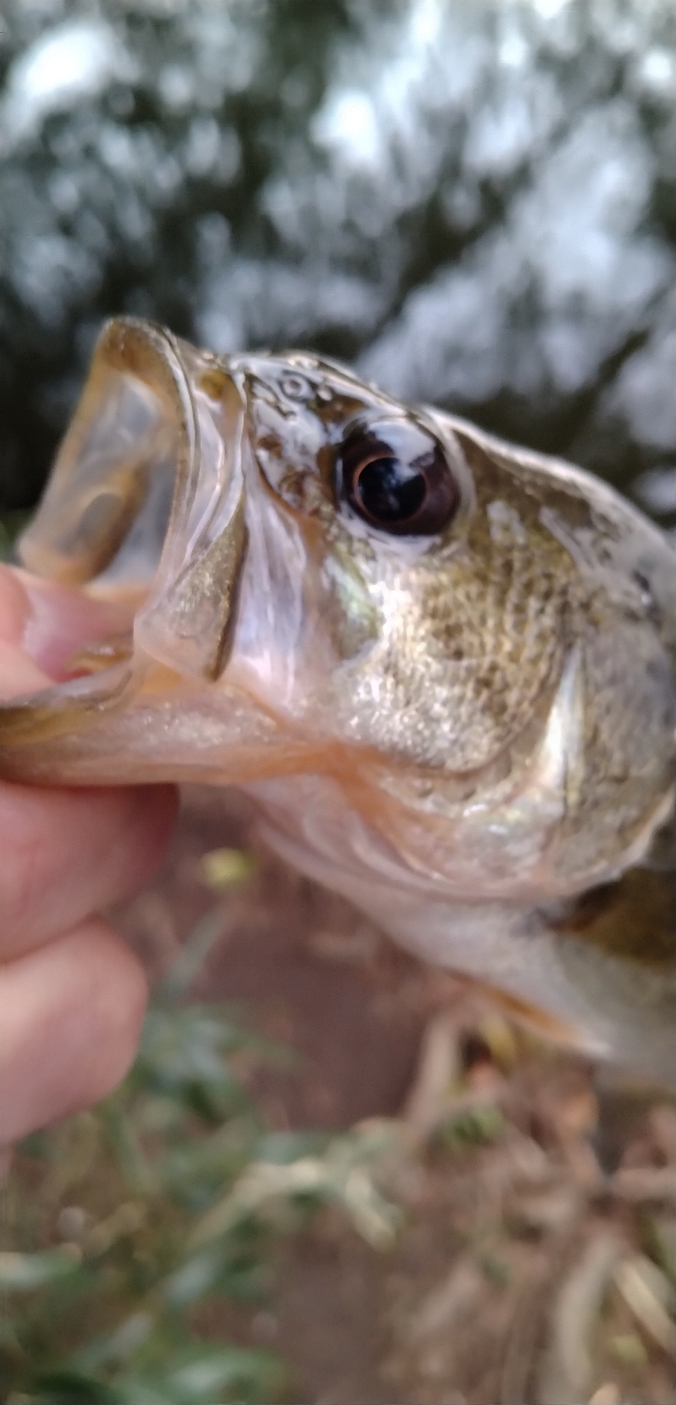 AbuGarcia クロスフィールド XRFC-654ML-BF-MBの最安値