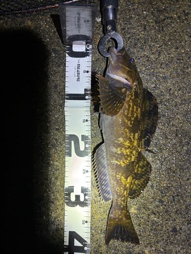 アイナメの釣果
