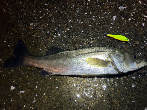 マルスズキの釣果