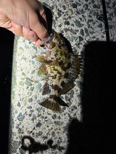 カサゴの釣果