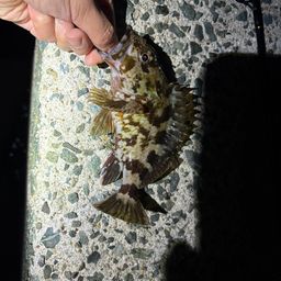カサゴ