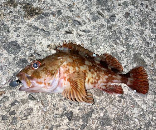 カサゴの釣果