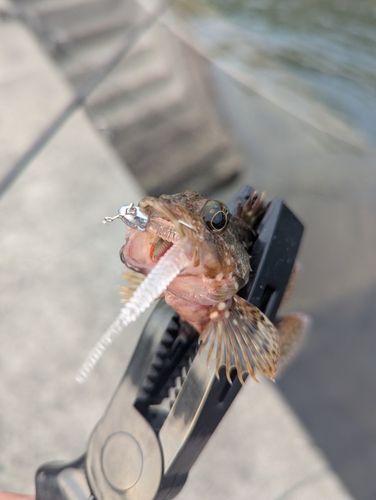 アラカブの釣果