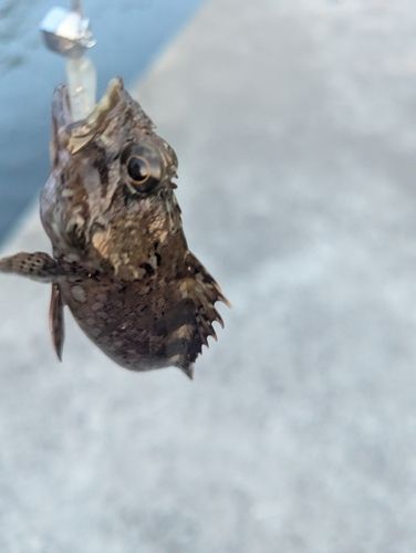 アラカブの釣果