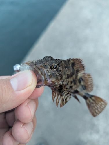 アラカブの釣果