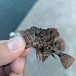 アラカブ