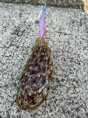 コウイカの釣果