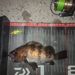 メバル