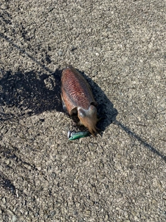 コウイカの釣果