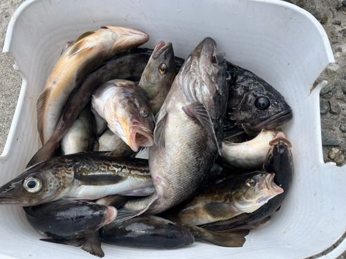 クロソイの釣果