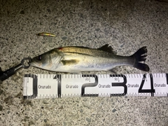 セイゴ（マルスズキ）の釣果
