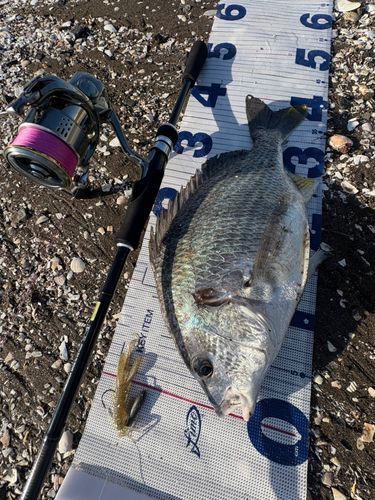 キビレの釣果
