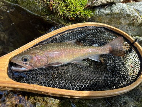 ニッコウイワナの釣果