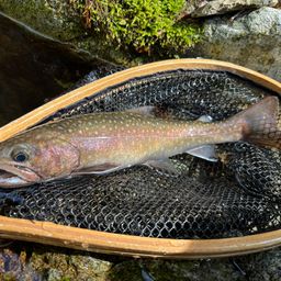 ニッコウイワナ