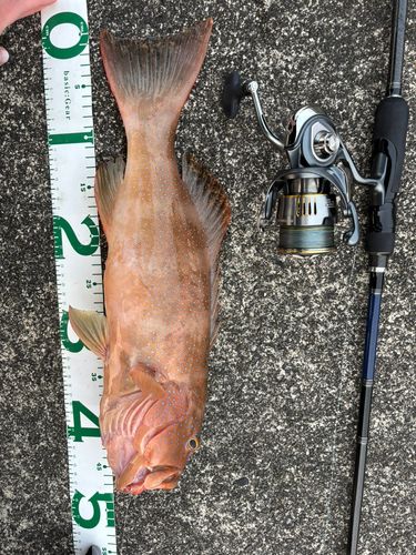 スジアラの釣果