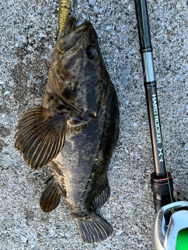 タケノコメバルの釣果
