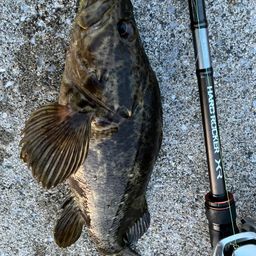 タケノコメバル