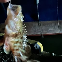カサゴ