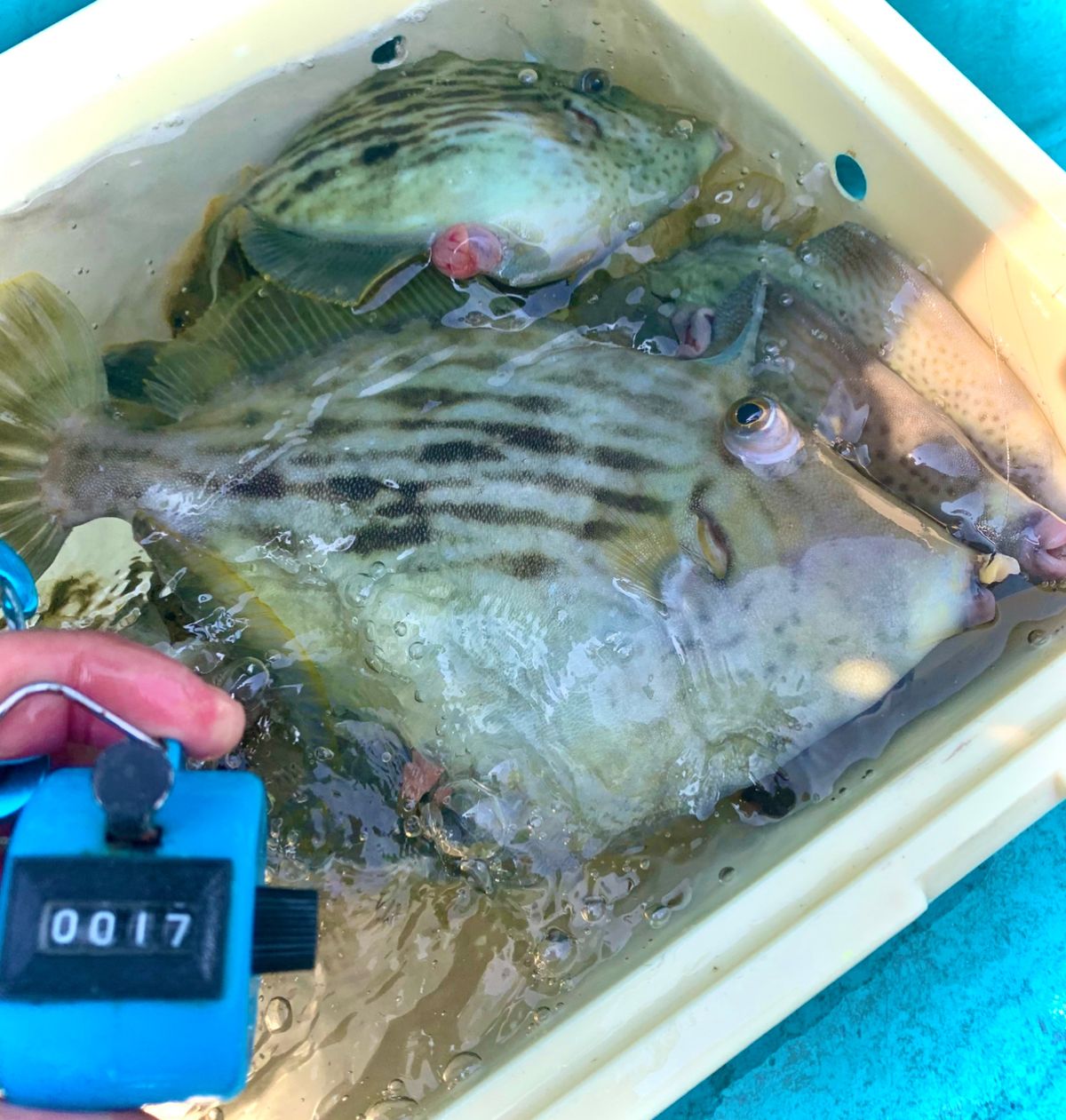 和歌山のもりもっちゃんさんの釣果 2枚目の画像