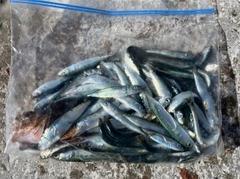 イワシの釣果