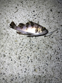 シロメバルの釣果