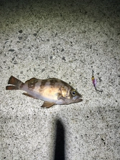 シロメバルの釣果