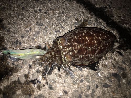 コウイカの釣果