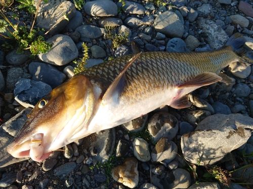 ニゴイの釣果