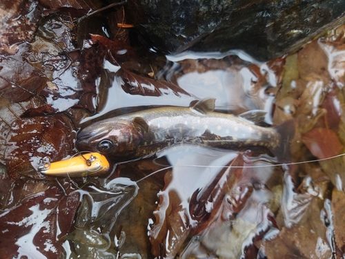 イワナの釣果