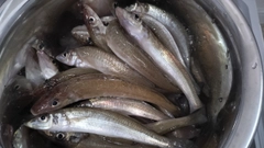 シロギスの釣果