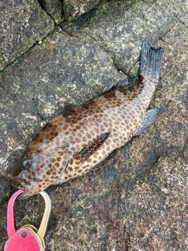 オオモンハタの釣果