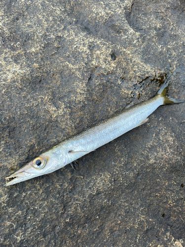 タイワンカマスの釣果