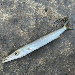 タイワンカマス