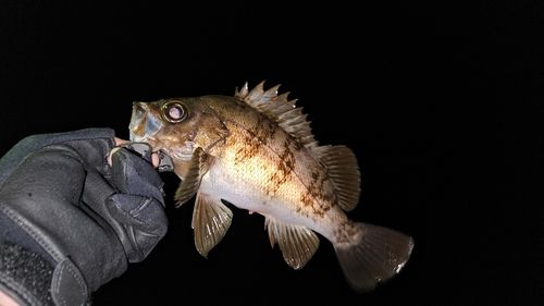 シロメバルの釣果