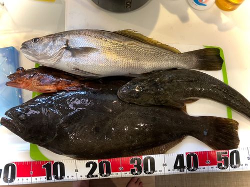 ヒラメの釣果