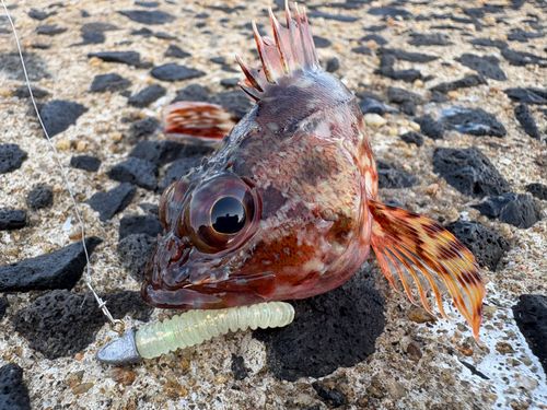 カサゴの釣果