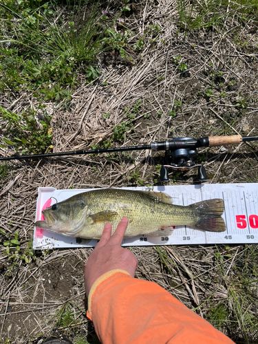 ブラックバスの釣果