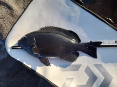 メジナの釣果